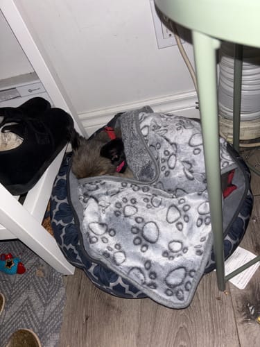 Customer's dog snuggled up in its bed under the grey, paw-print Anti-Stress Blanket.