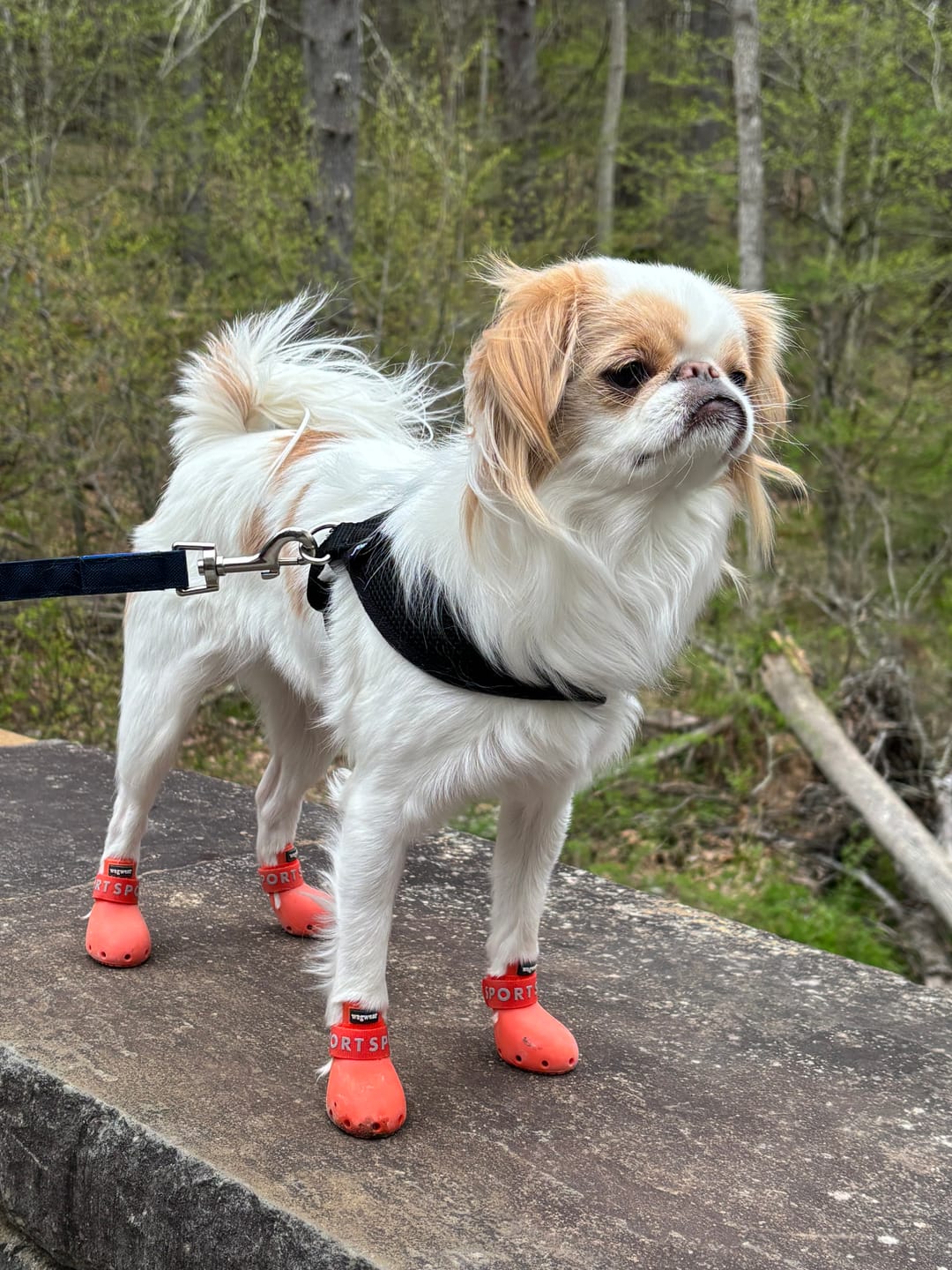 Customer photo review of WagWellies® Sport