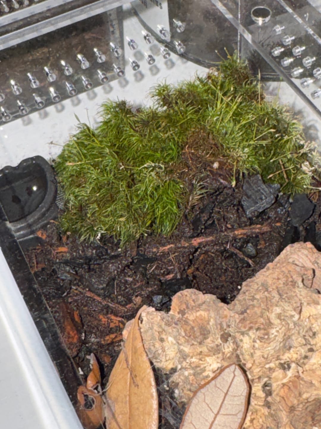 Customer photo review of Mood Moss - Revita-Moss (Dicranum)