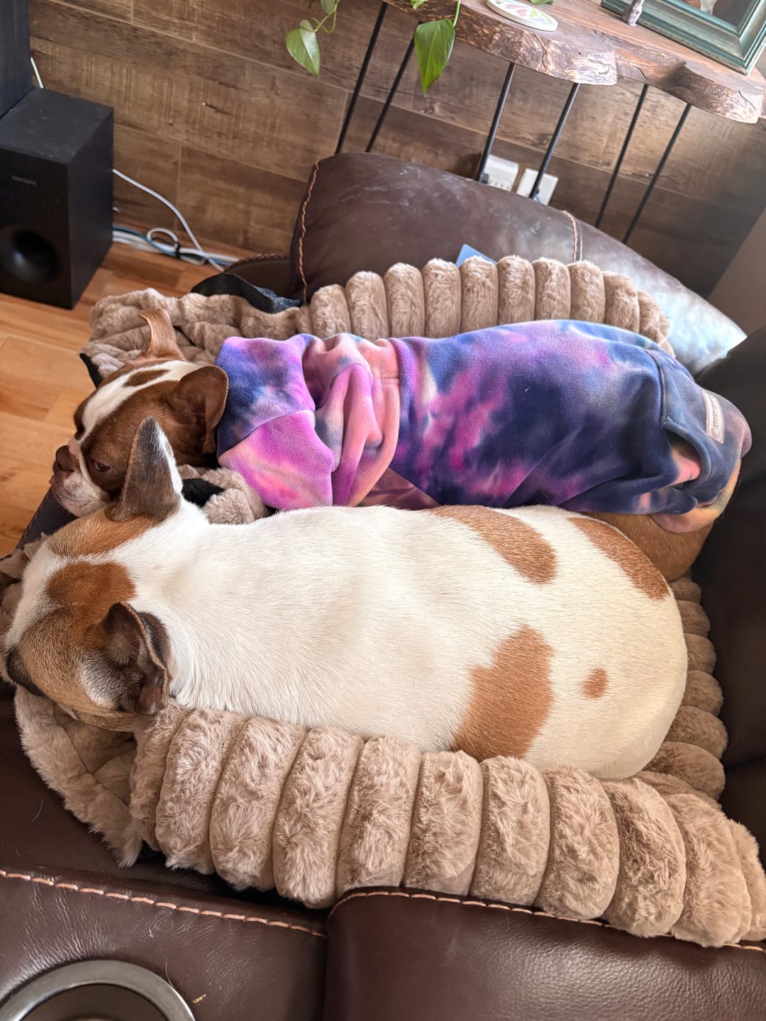 Customer photo review of Luxury Couch Cover Dog Bed - Brown
