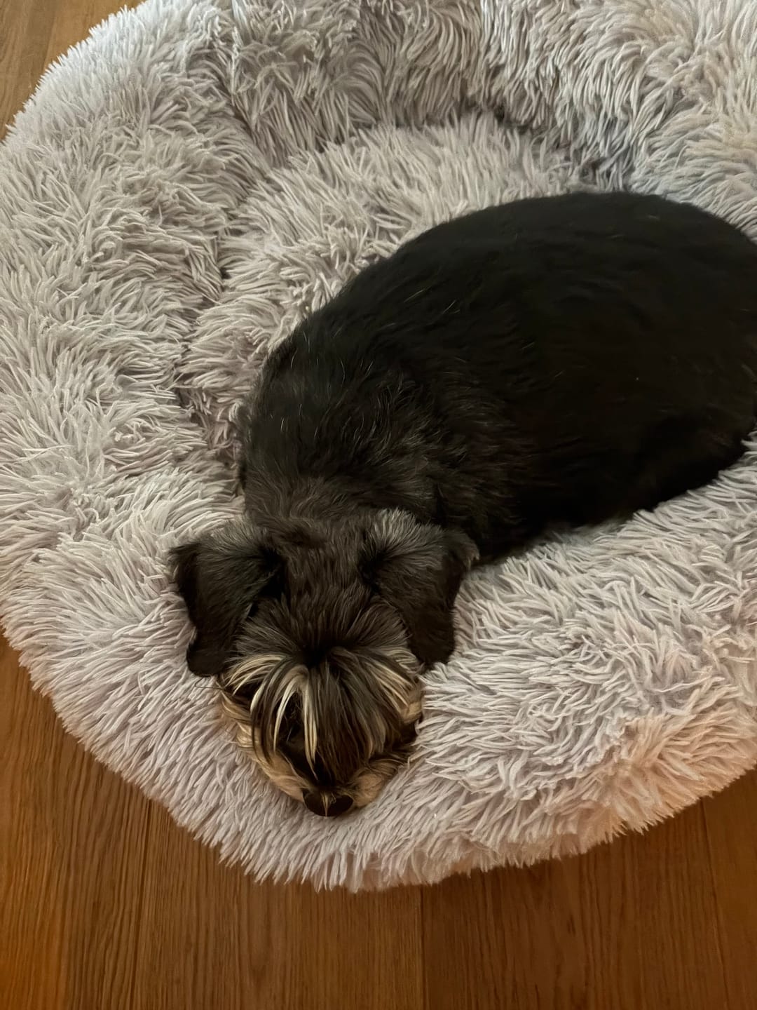 Customer photo review of Puppery Hundebett Wolke 7 - Das Original