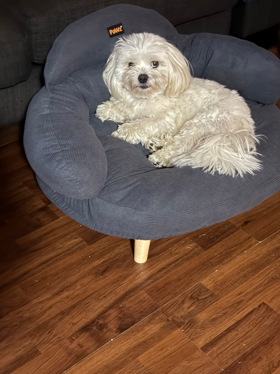 Customer photo review of CloudNest Elevated Pet Sofa Bed