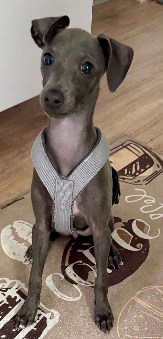 Customer photo review of Windhundgeschirr FUN Welpe/Windspiel "Moon Grey"