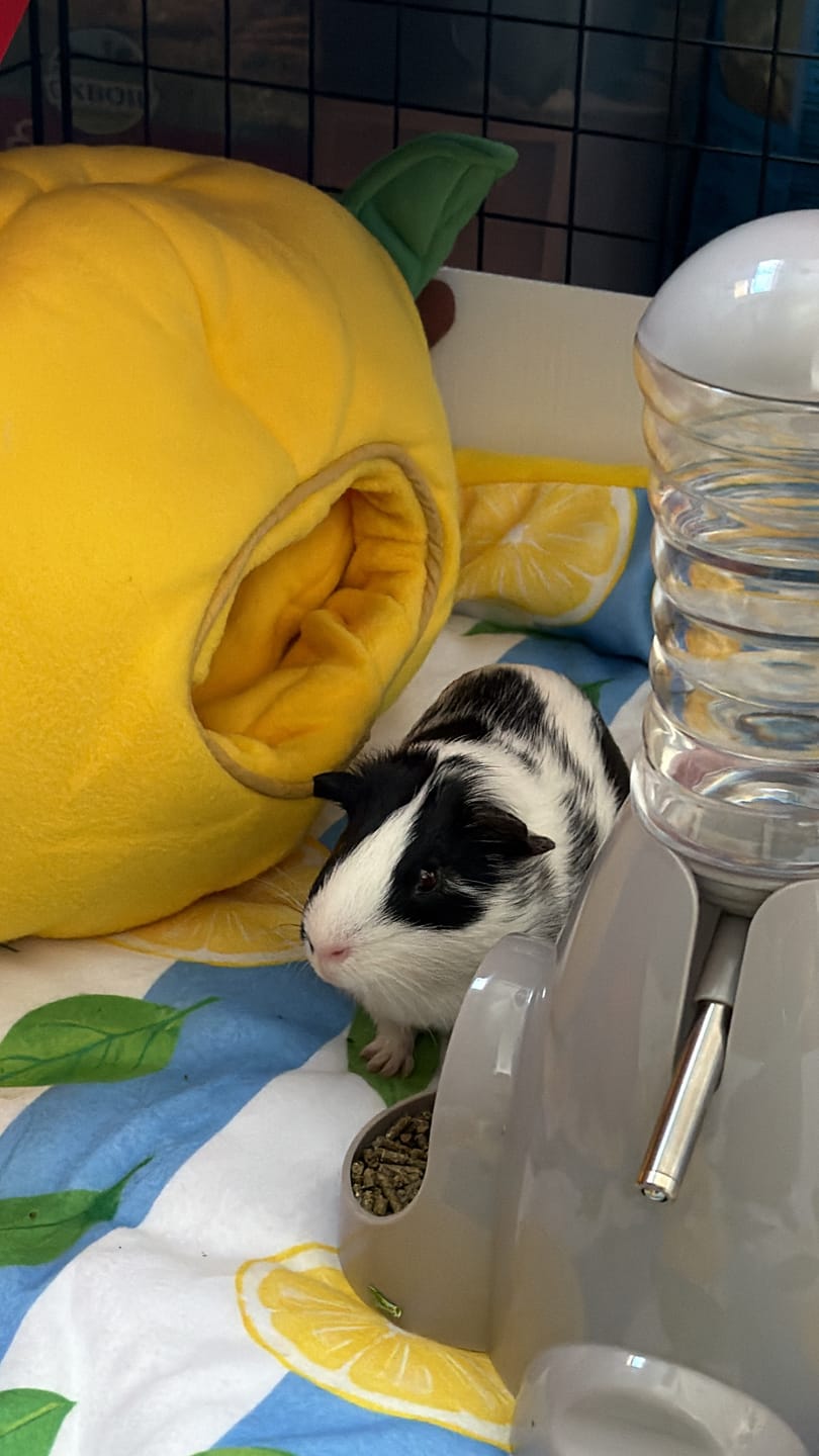 Customer photo review of Lemon Guinea Pig Hide | Amalfi Collection