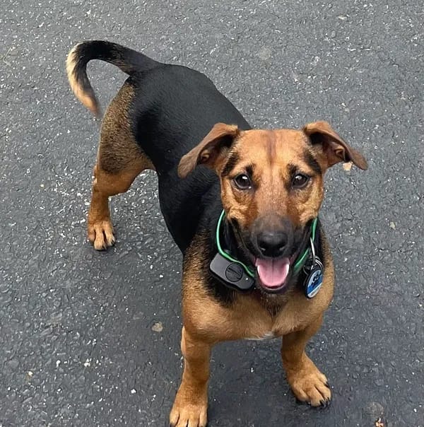 Customer photo review of PawTronic Pro Series 2 - Wireless GPS Dog Fence