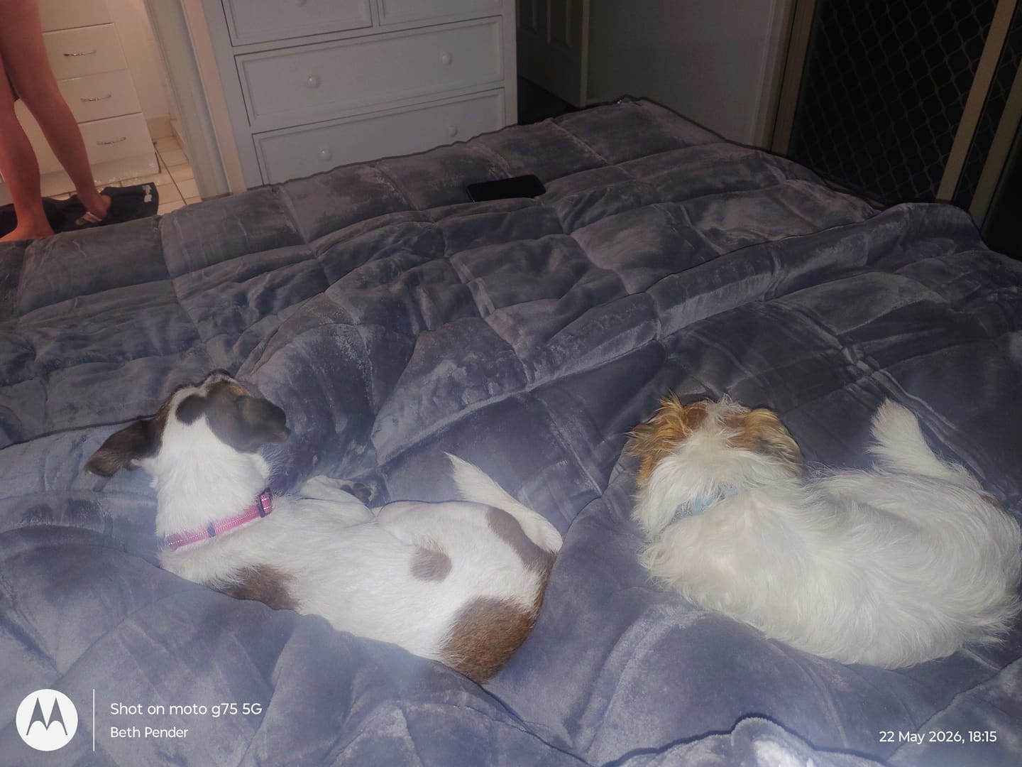 Customer photo review of Ultra Warm Comforter Blanket