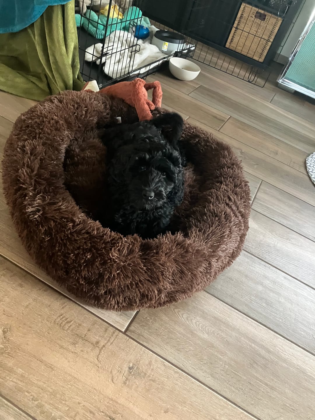 Customer photo review of Pet Perfect Fluffy Donut Hondenmand - Rond - Wasbaar