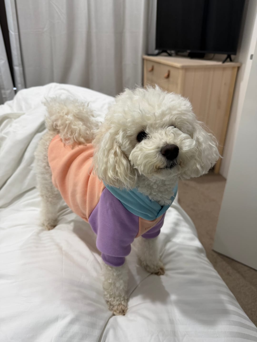 Customer photo review of Cotton Candy Dog Hoodie