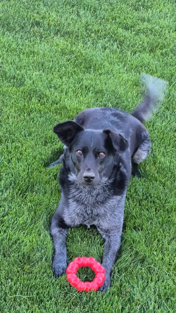 Customer photo review of PawTronic Pro Series 2 - Wireless GPS Dog Fence