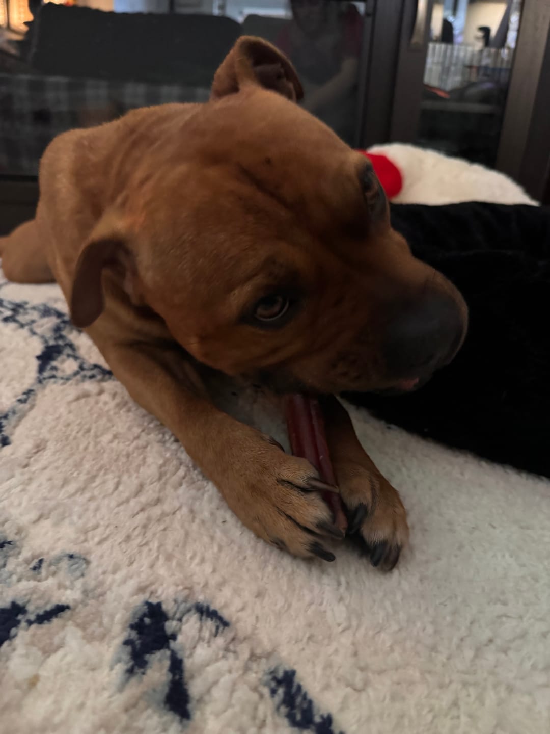 Customer photo review of 12 Inch Monster Bully Stick