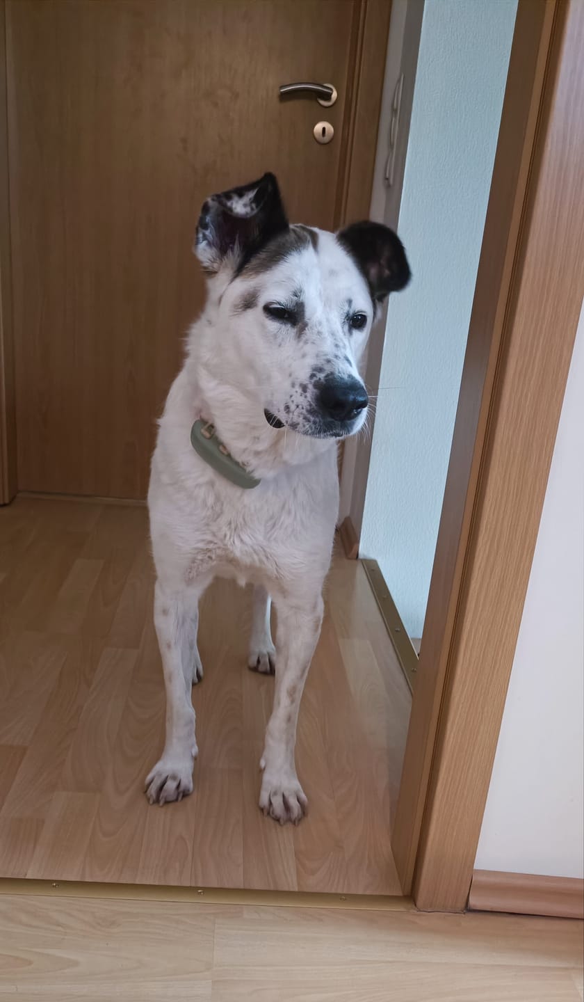 Customer photo review of DNA Test Rassebestimmung Pro Hund