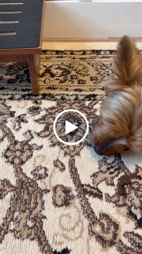 Customer video review of Hanna’s Smoked Chicken Feet