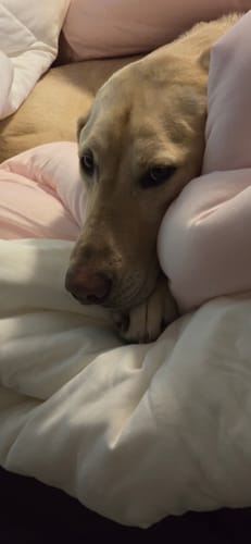 Customer photo review of MarshMellow Comforter