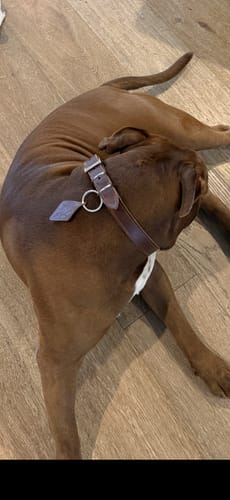 Reviewer's brown dog wearing the designer Leather Dog Collar while lying on a wood floor.