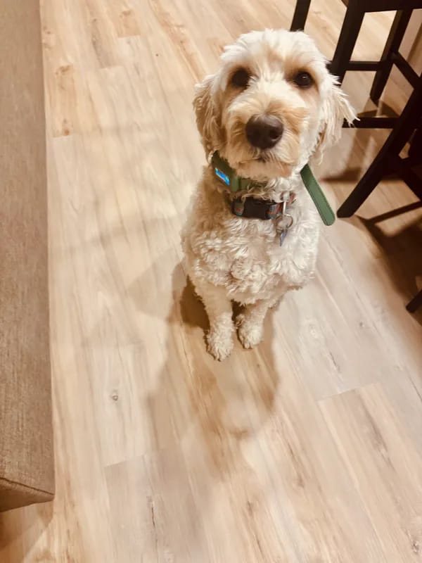 Customer photo review of PawTronic Pro Series 2 - Wireless GPS Dog Fence