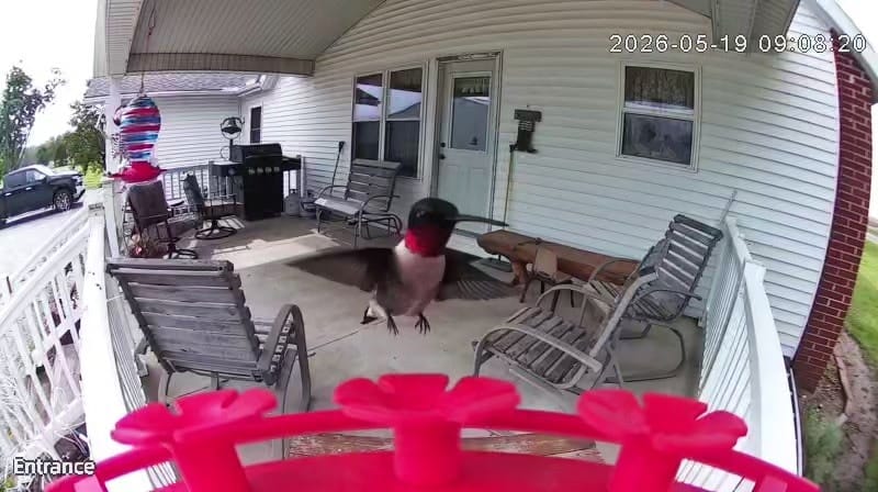 Customer photo review of VINGUYS V-Humbird Feeder Smart Hummingbird Feeder 160° Wide View Camera