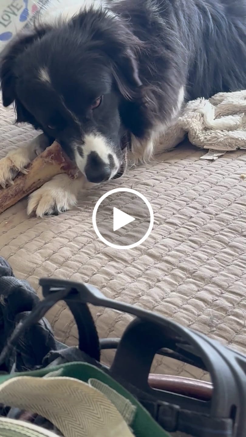 Customer video review of Large Ostrich Cane (11.5" x 5"): The Ultimate Long-Lasting Chew for Medium, Large & XL Dogs