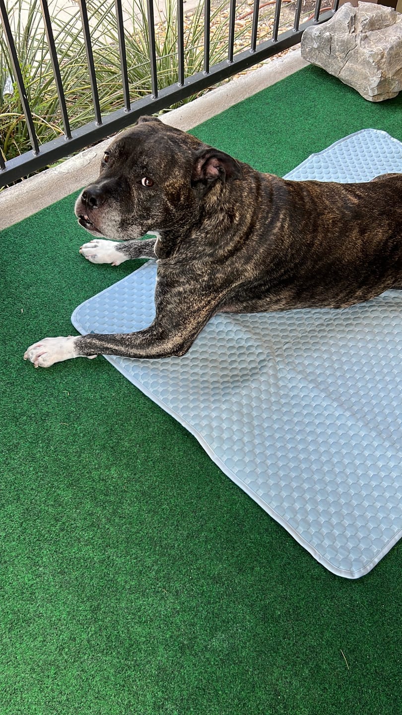Customer photo review of Frostcore™ Cooling Mat 2 Pack