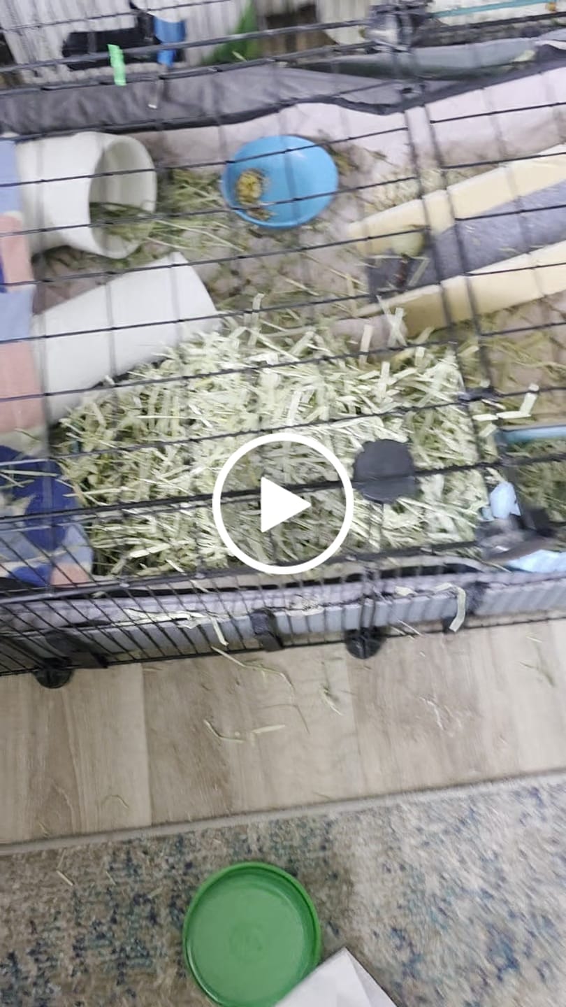 Customer video review of GuineaDad Premium Liner For Small Animal Cages