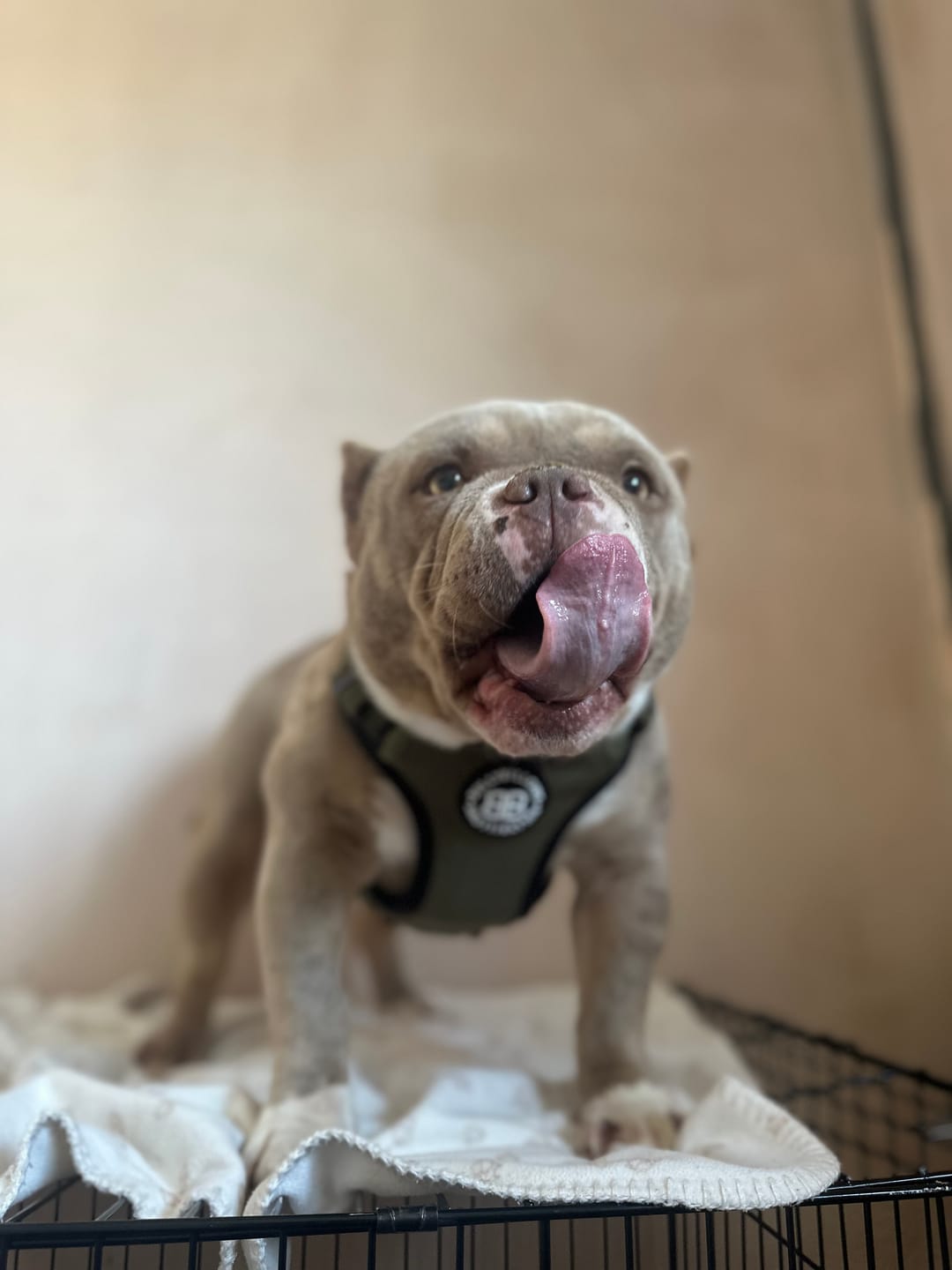Customer photo review of Comfort Premium Harness | Non Restrictive - Khaki