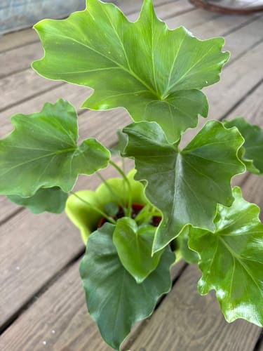 A reviewer's lovely Philodendron Hope plant, with lush green leaves seen from above.