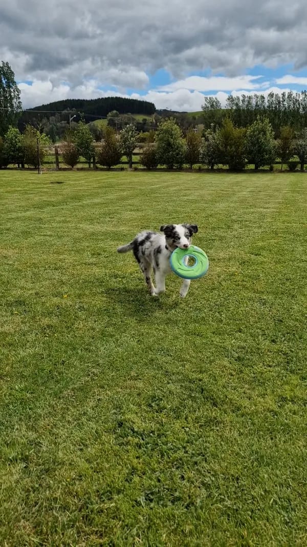 Customer photo review of PawTronic Pro Series 2 - Wireless GPS Dog Fence
