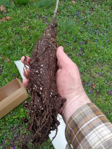 Customer photo review of Hybrid Chestnut