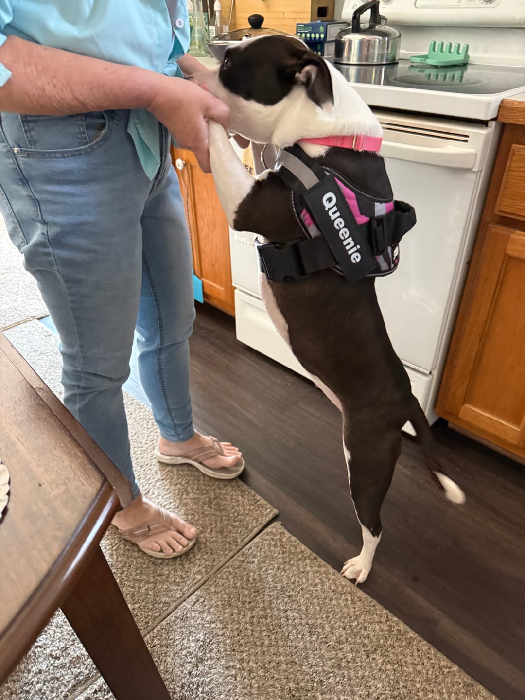 Customer photo review of Dogshood ™