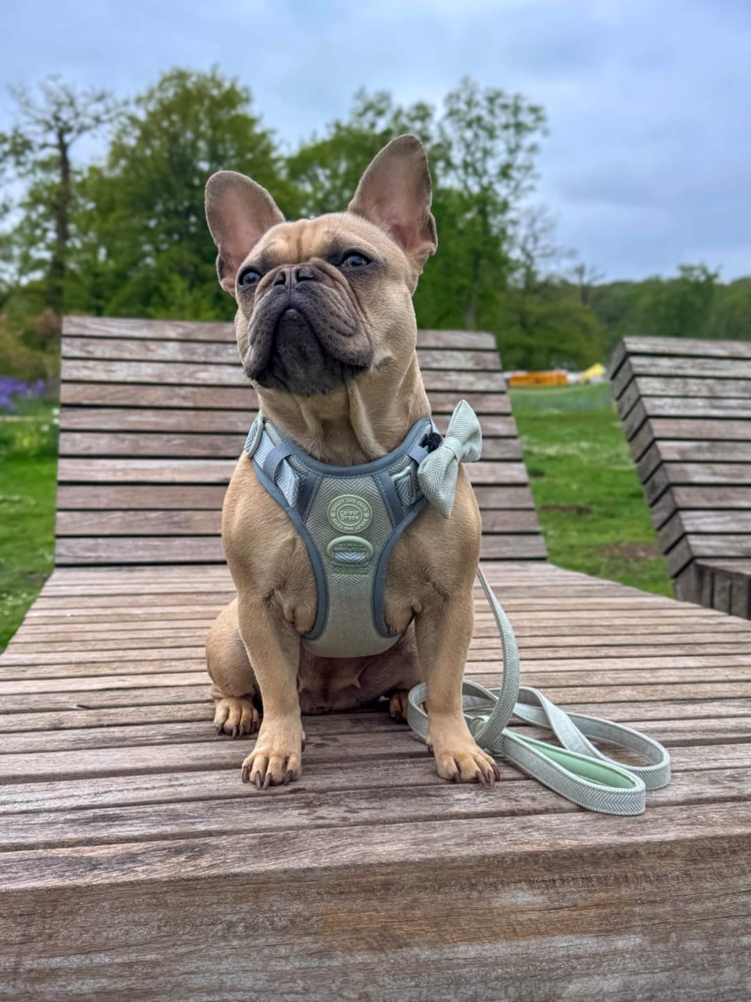 Customer photo review of Trail & Glow Tweed Dog Harness - Colour Drops - Sage Tweed