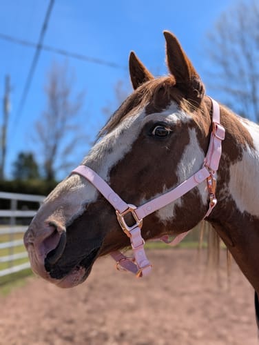 Customer photo review of iCavalos - Horse halter - Preorder