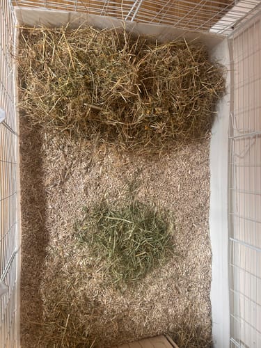 Customer's image showing a pile of green hay from the Taster Pack next to a larger pile of brownish hay in a pet cage.
