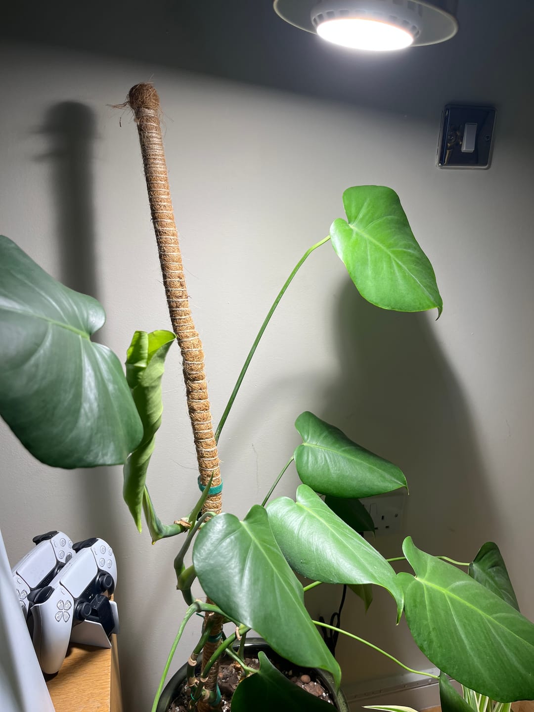 Customer photo review of Pianta Grow Light LED Bulb