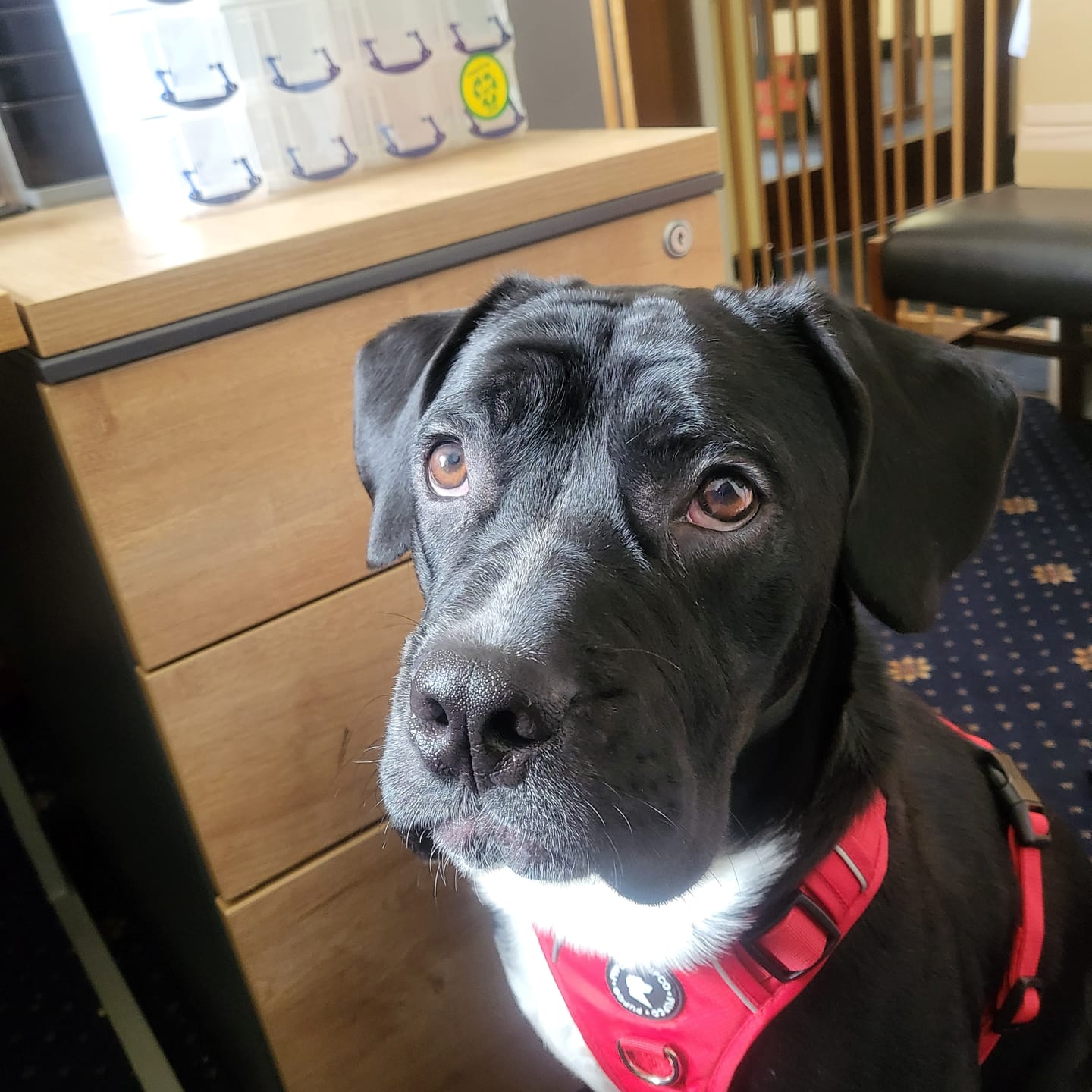 Customer photo review of Lunar Harness - Red