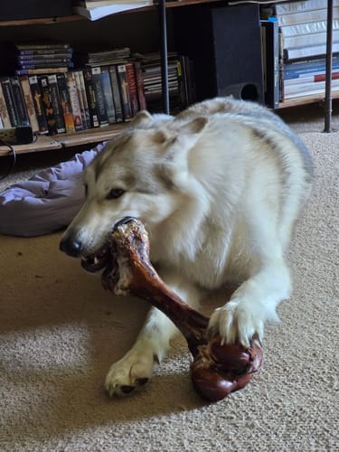 Customer's large husky dog lying on the floor, chewing on a big Smoked Dinosaur Bone.