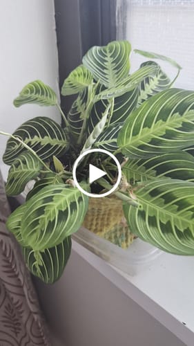 Customer video review of Maranta Lemon Lime