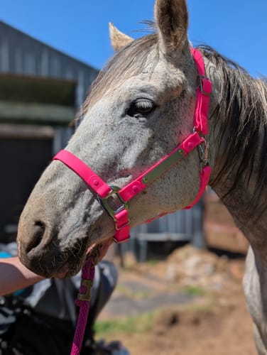 Customer photo review of Personalized Halter