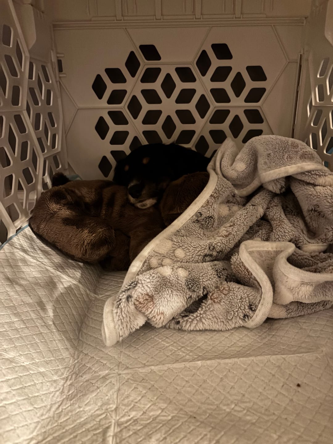 Customer photo review of PAWD Crate Pad & Dog bed