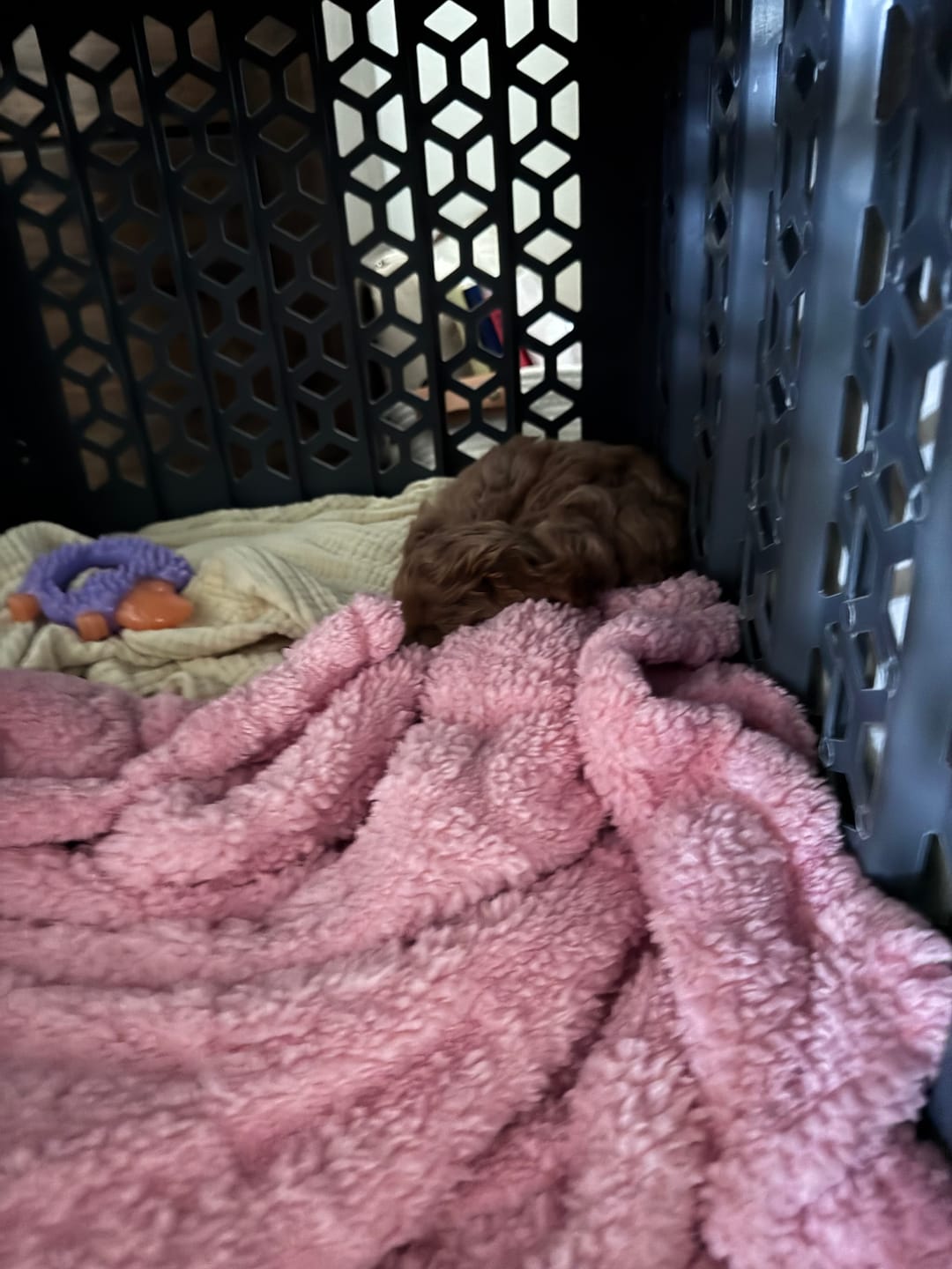 Customer photo review of PAWD®  Modern Collapsible Dog Crate