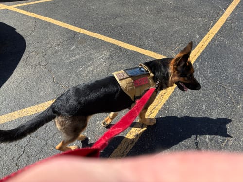 Customer's German Shepherd wearing the tan Team K9 Tactical Dog Harness in a parking lot.