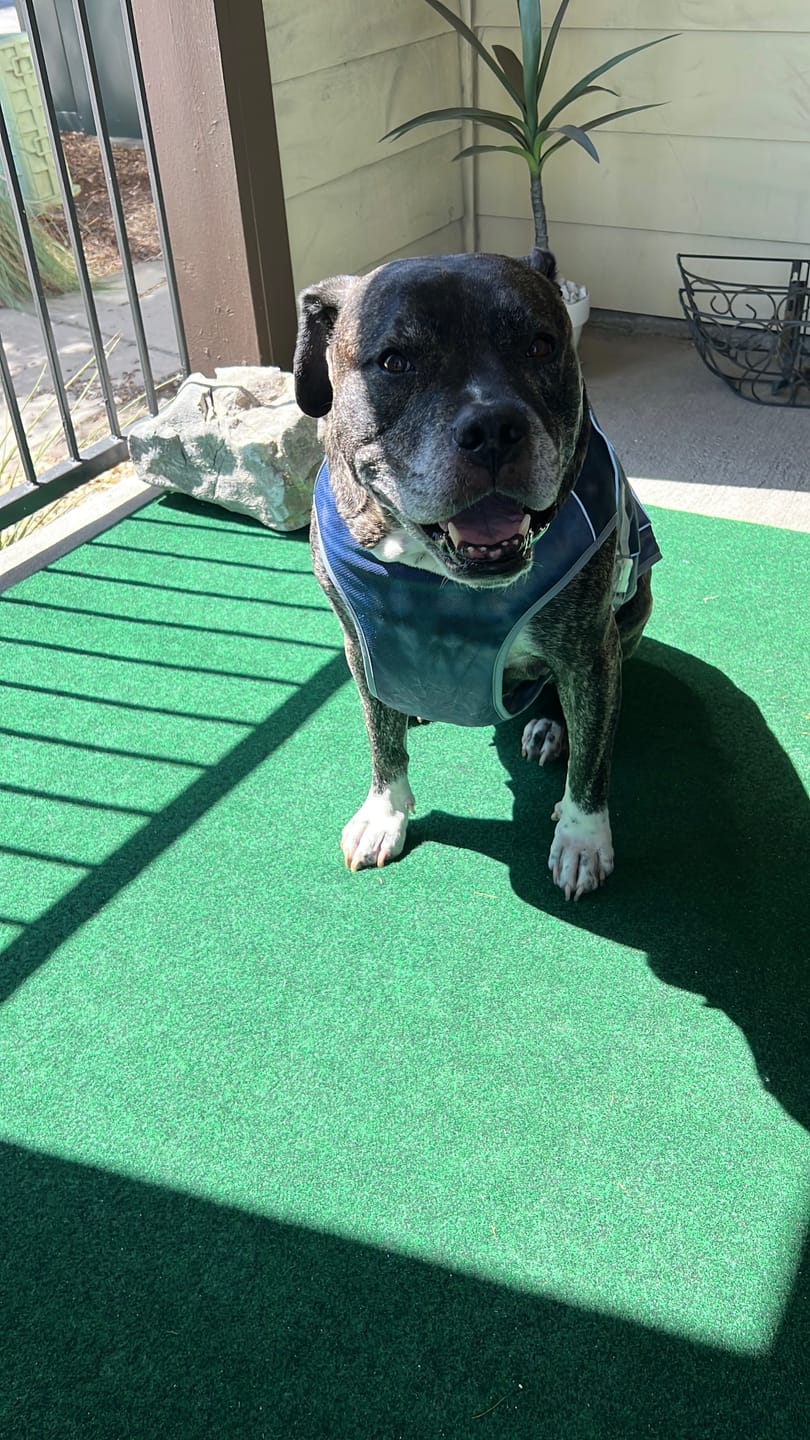 Customer photo review of Chilltech™ Dog Cooling Vests