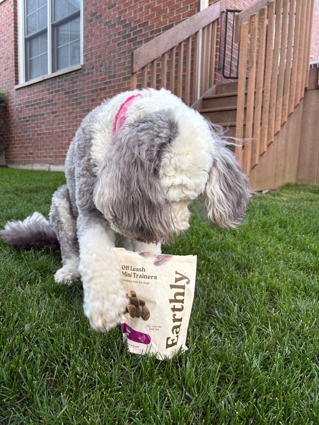 Customer photo review of Off Leash Mini Trainers