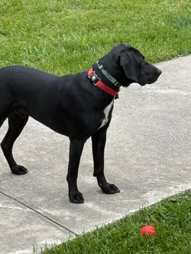 Customer photo review of PawTronic Pro Series 2 - Wireless GPS Dog Fence