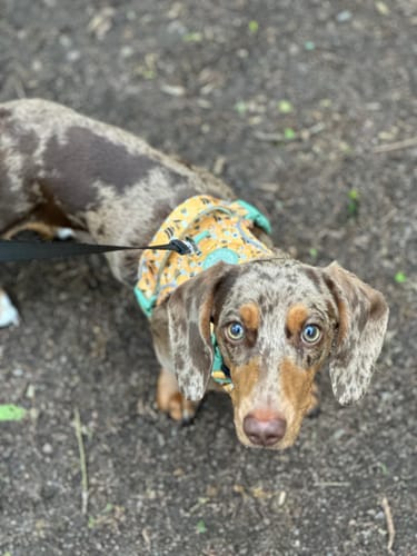 Customer's dapple dachshund looking up while wearing the yellow Wanna-Bee dog harness on a walk.