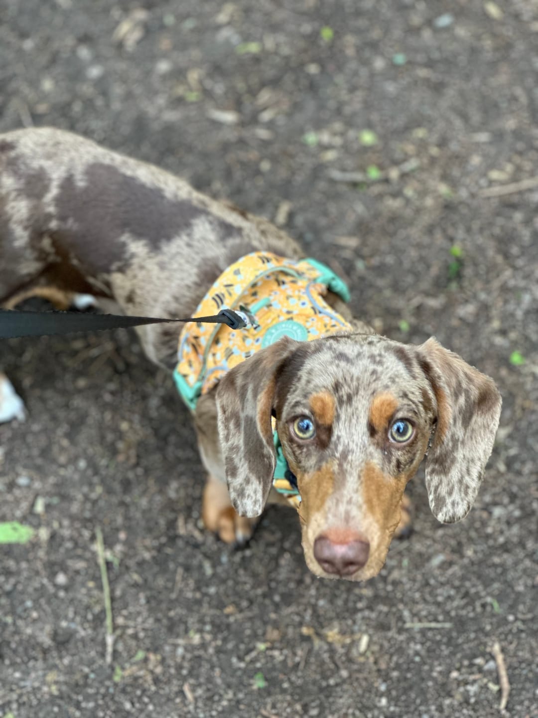 Customer photo review of Dog Harness - Colour Drops - Wanna-Bee
