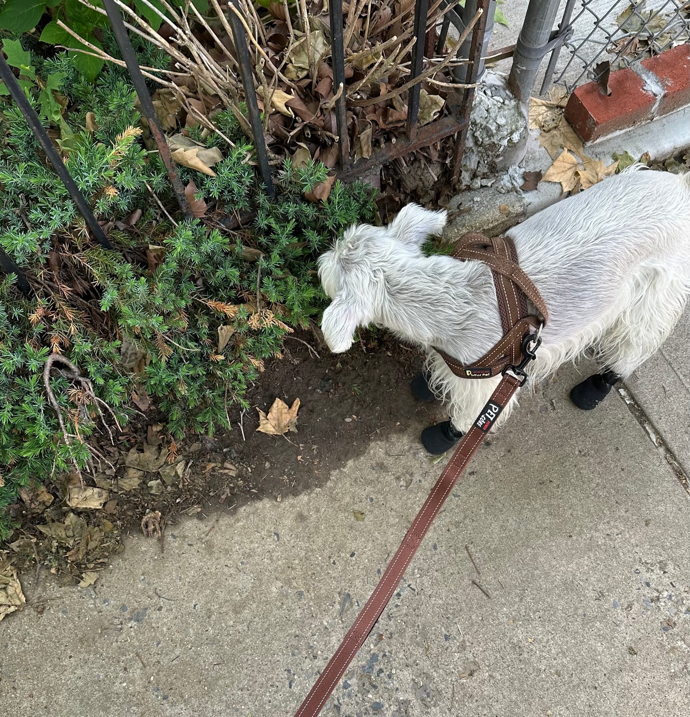 Customer photo review of The Shortie All Season Dog Shoes / Boots