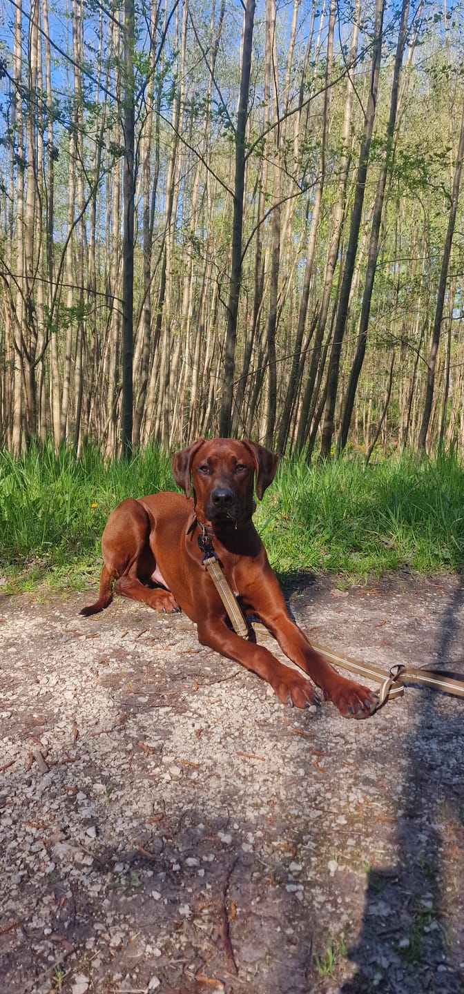 Customer photo review of Dentalspray bei Zahnstein für Hunde und Katzen
