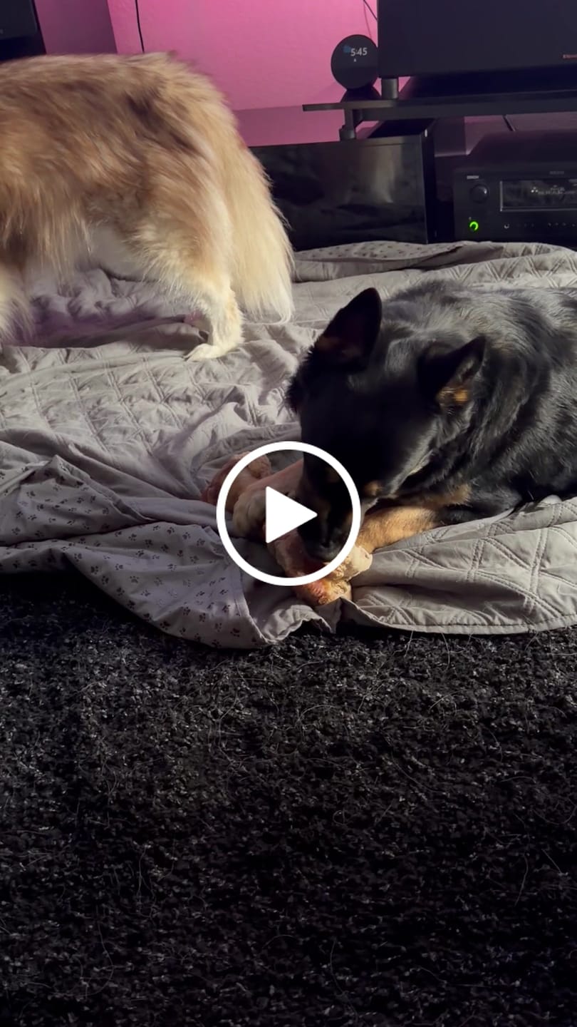 Customer video review of Smoked Dinosaur Bones