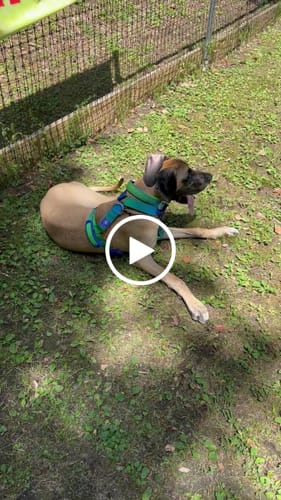 Customer video review of Comfort Control No-Pull Dog Harnesses