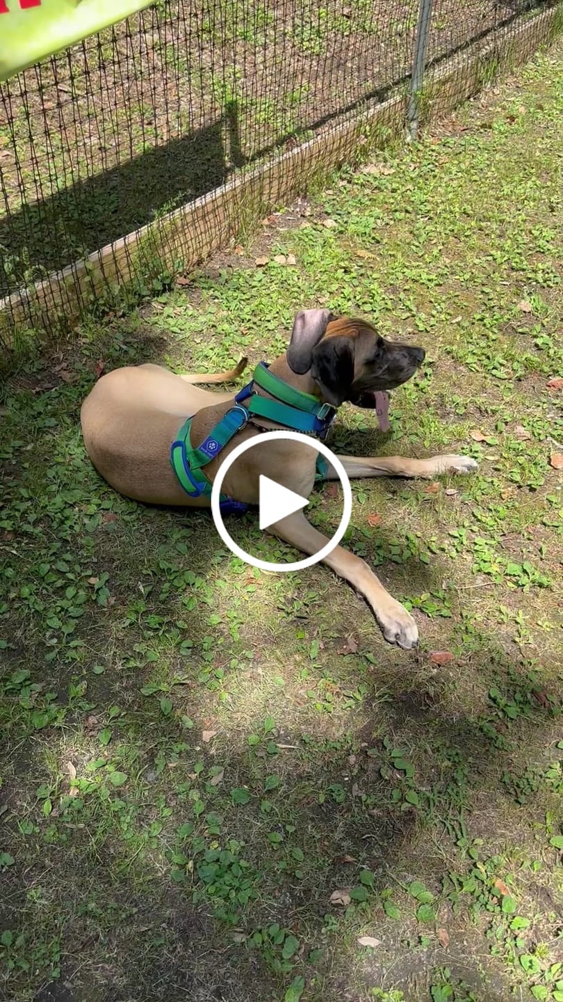 Customer video review of Comfort Control No-Pull Dog Harnesses
