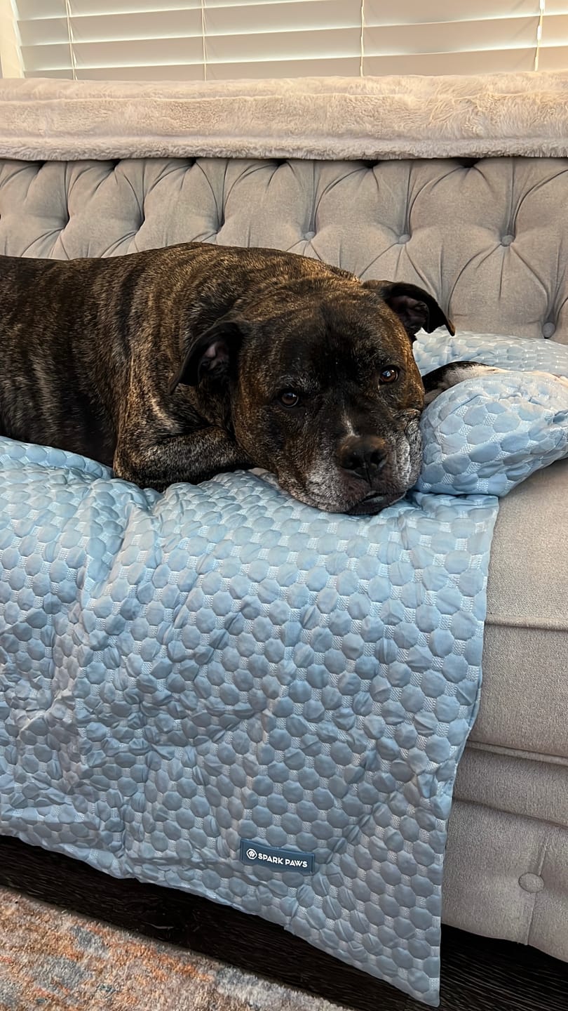 Customer photo review of Frostcore™ Cooling Couch Cover Dog Bed